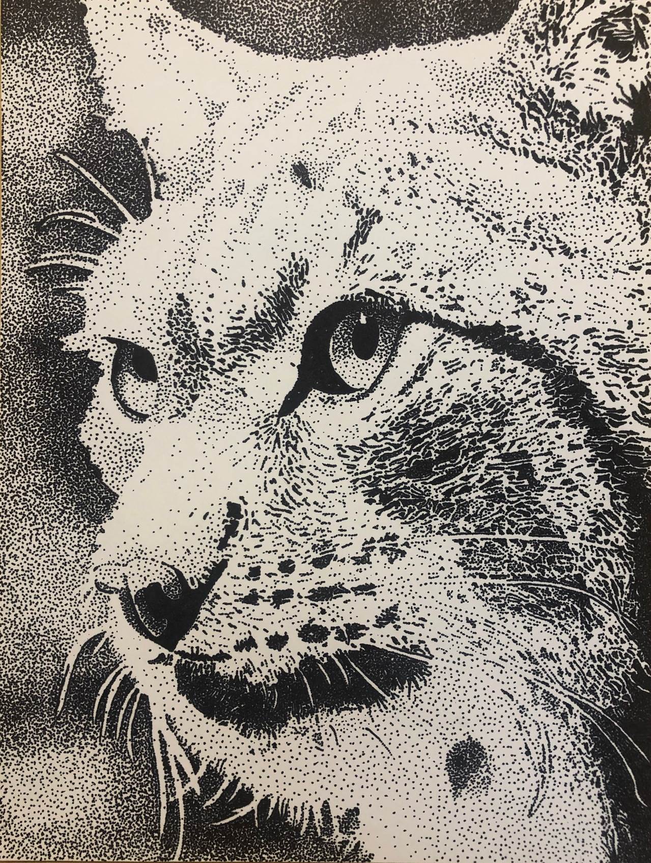 Cat's face hand drawn