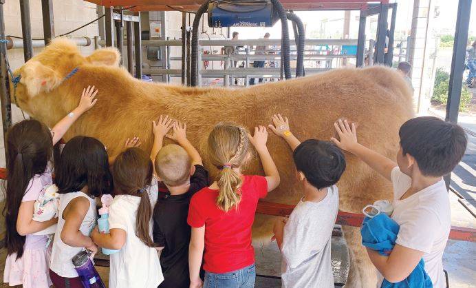 students petting cow