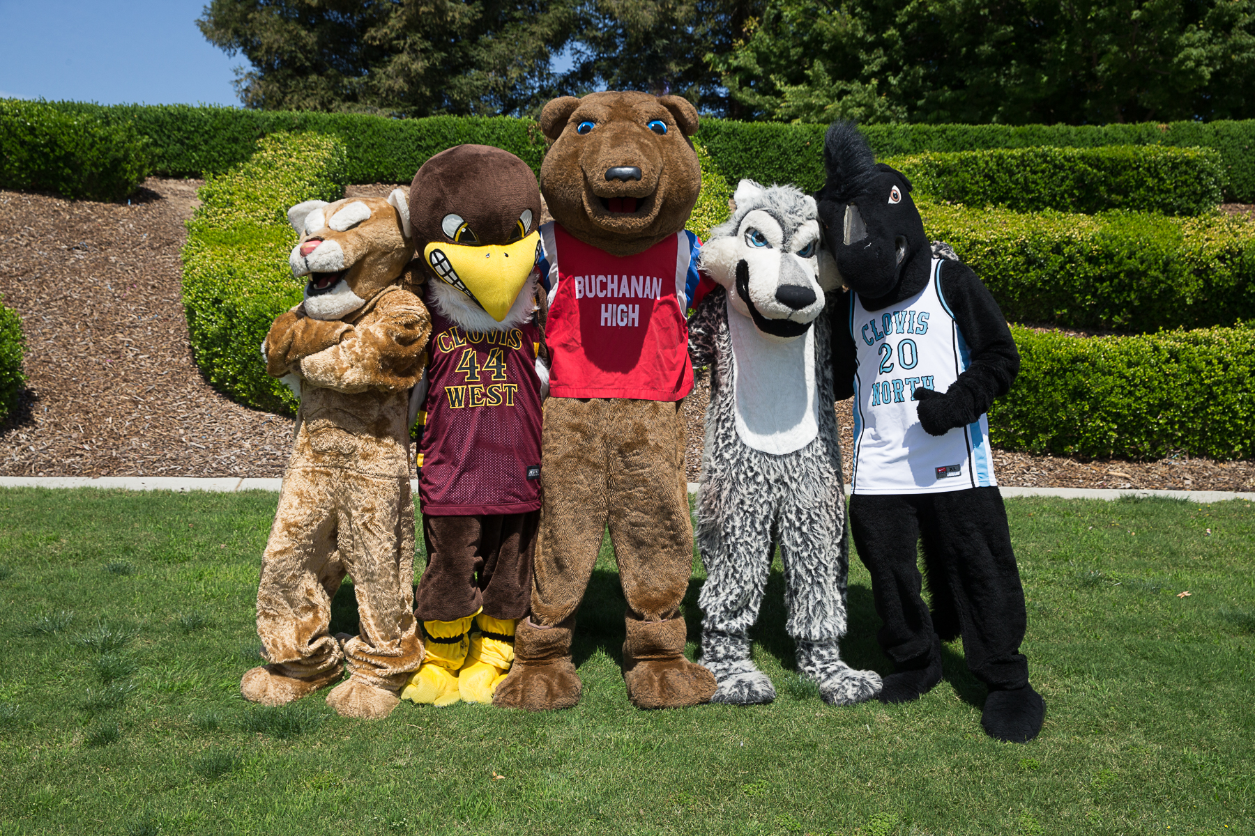 5 Clovis Unified Mascots: Cougar, Eagle, Bear, Wolf, Bronco